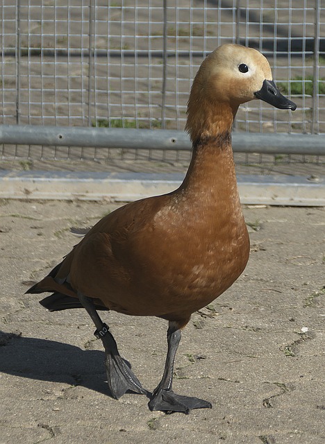 他在不同项
